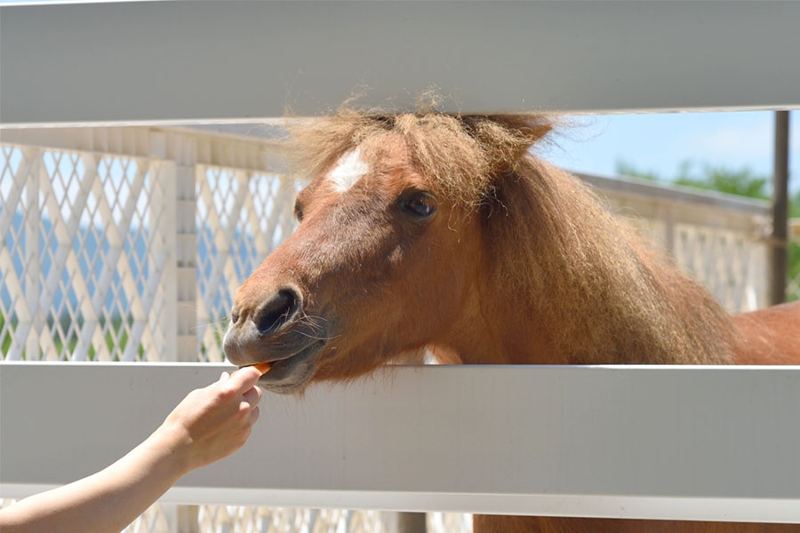 蒜山ホースパーク